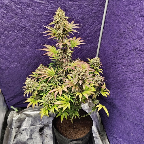 Growreport Bild 1