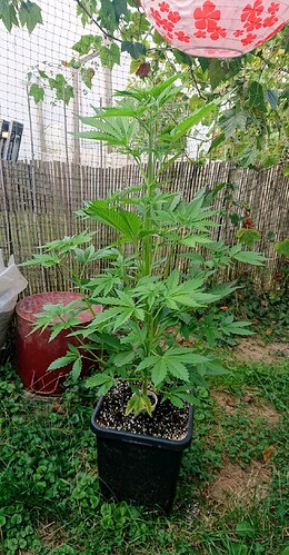 obscura1659643458149