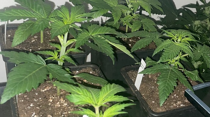Growreport Bild 15