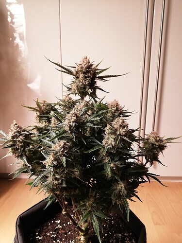 Mimosa_240107-1
