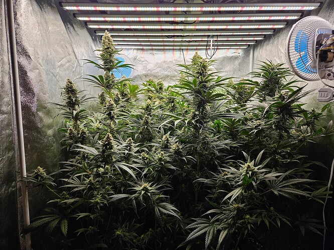 Growreport Bild 60