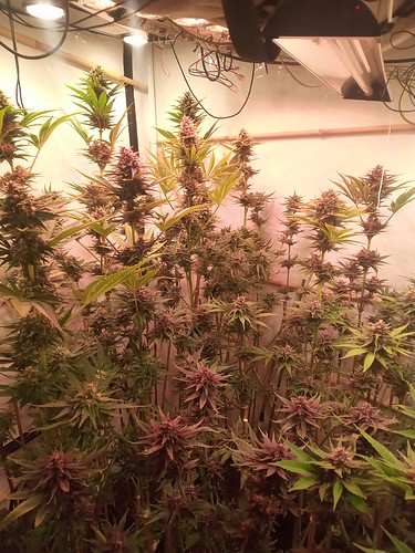 Growreport Bild 32