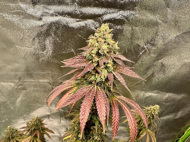 Growreport Bild 6