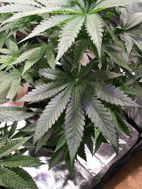 Growreport Bild 4