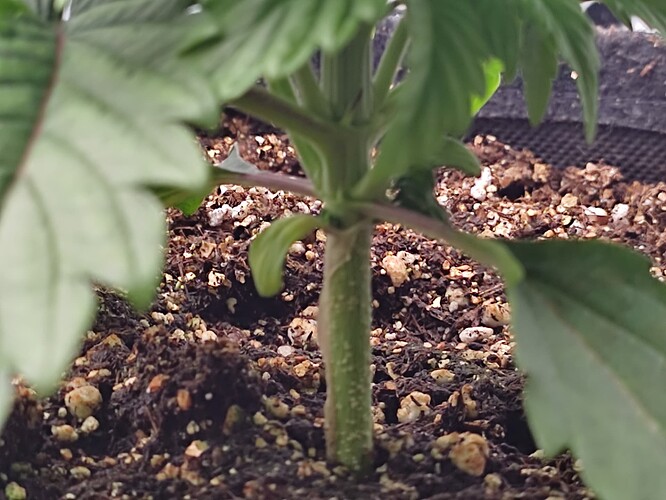Growreport Bild 29
