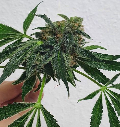Growreport Bild 5