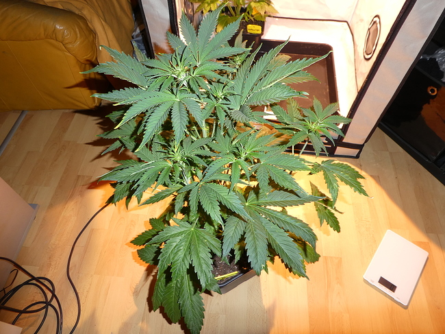 Growreport Bild 9