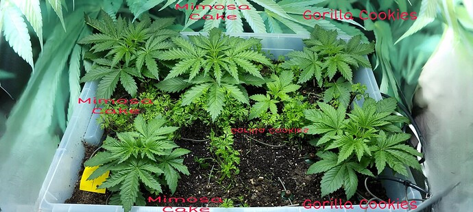 Growreport Bild 5