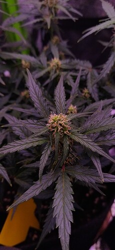 Growreport Bild 78