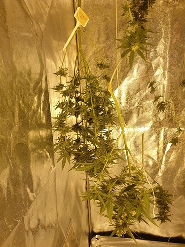 Growreport Bild 34