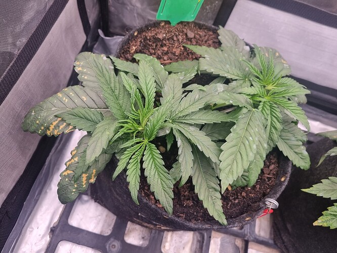Growreport Bild 6