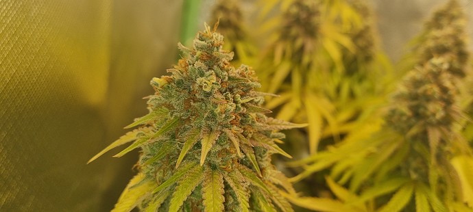 Growreport Bild 3