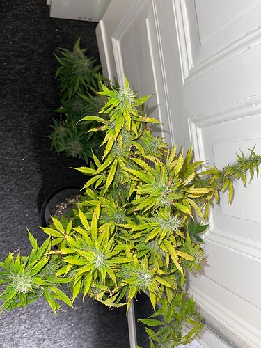 Growreport Bild 7