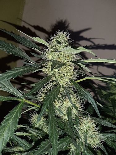 Growreport Bild 9
