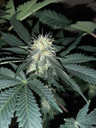 Growreport Bild 3