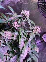 Growreport Bild 13