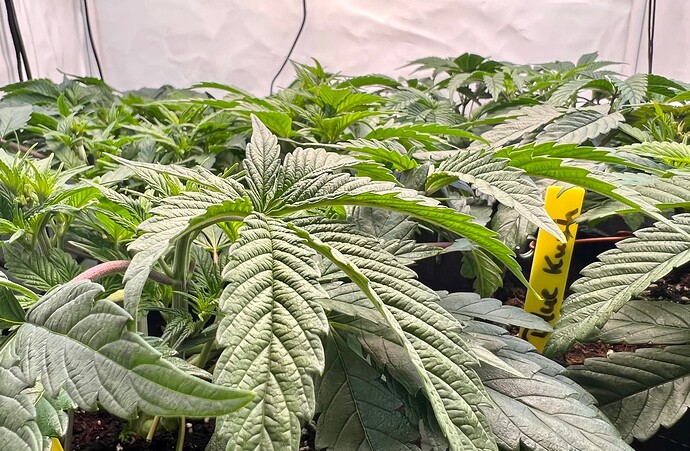 Growreport Bild 9