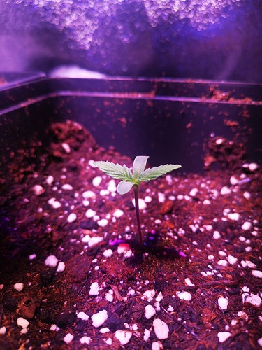 Growreport Bild 4