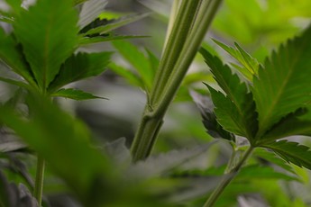 Growreport Bild 3
