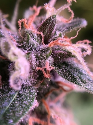 Growreport Bild 2