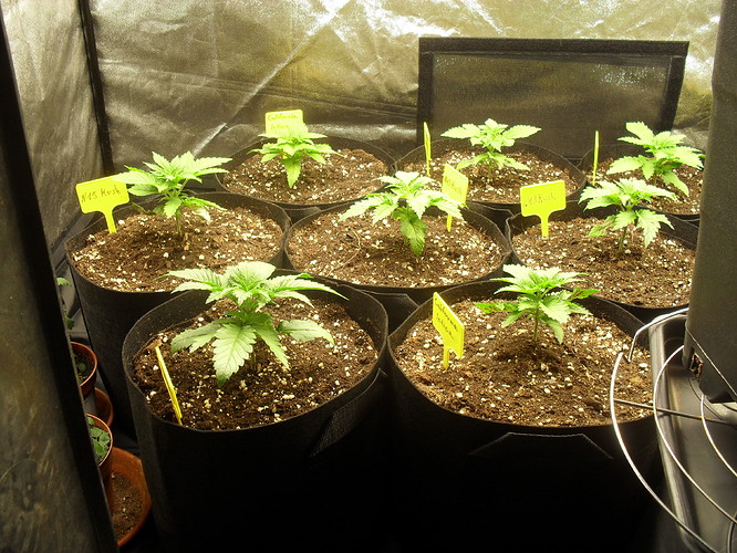 Growreport Bild 3