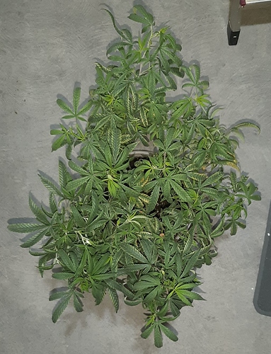 Growreport Bild 2