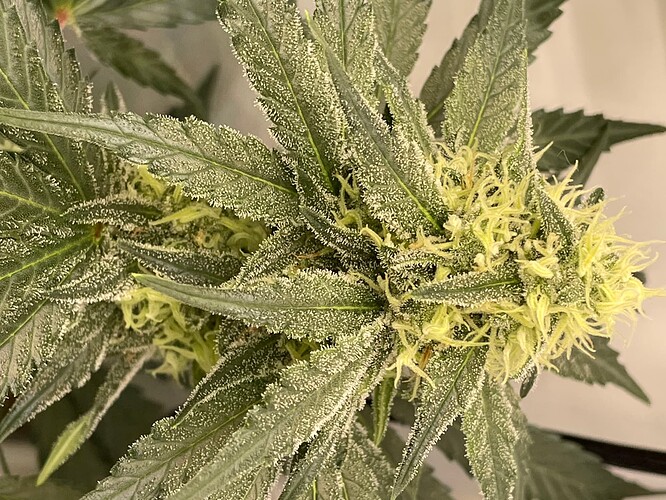 Growreport Bild 6