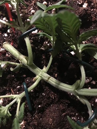 Growreport Bild 4