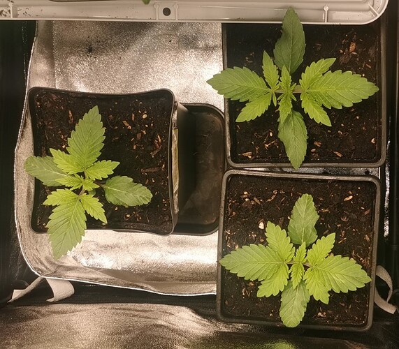 Growreport Bild 29