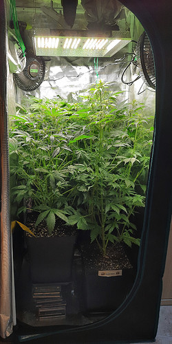 Growreport Bild 2