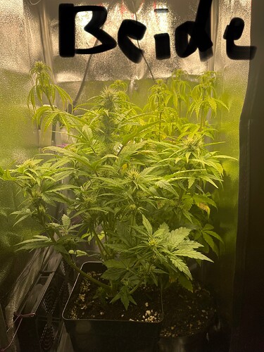 Growreport Bild 9