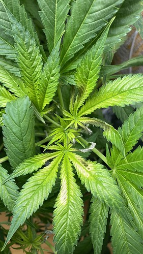 Growreport Bild 4