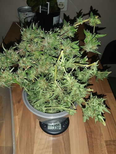 Growreport Bild 4
