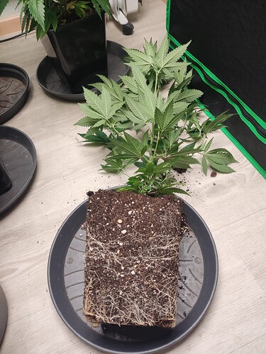Growreport Bild 9