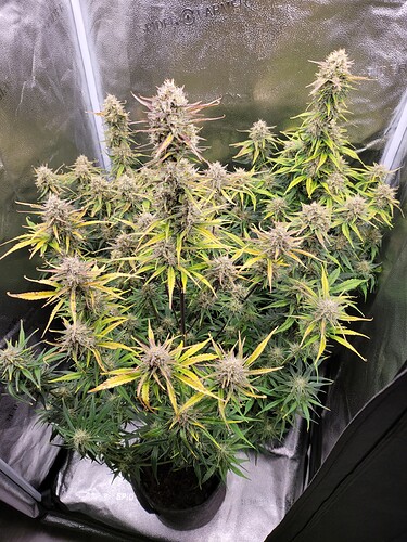 Growreport Bild 3