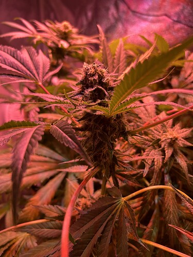 Growreport Bild 5