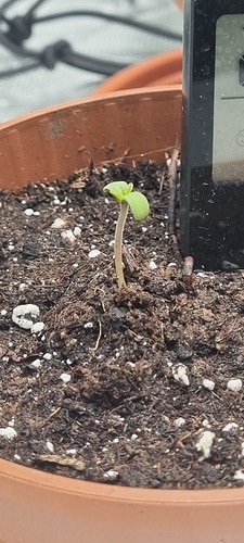 Growreport Bild 6