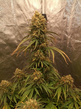 Growreport Bild 11