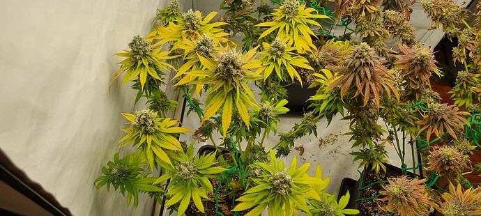 Growreport Bild 22