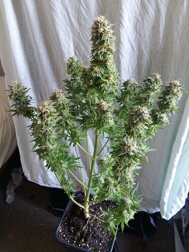 Growreport Bild 16
