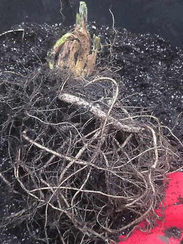 Growreport Bild 3
