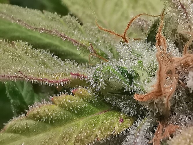 Growreport Bild 46