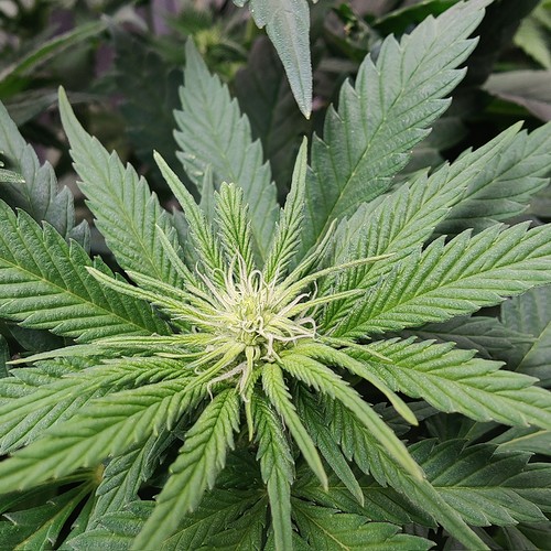 Growreport Bild 6