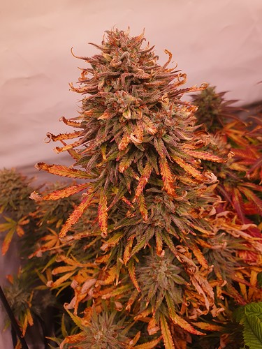 Growreport Bild 13