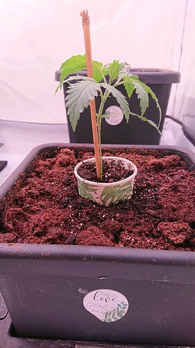 obscura1660211996480