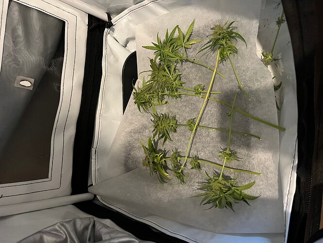 Growreport Bild 60