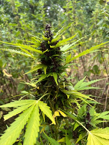 Growreport Bild 1