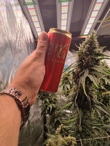 Growreport Bild 42