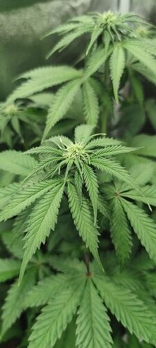 Growreport Bild 8