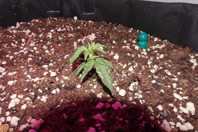 Growreport Bild 7